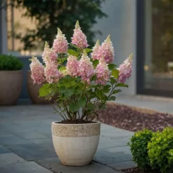 Planten|Tuinplanten-Plant in a Box Pluimhortensia - Set van 2 - Hydrangea 'Pinky Winky' - Hoogte 25-40cm - ⌀19cm