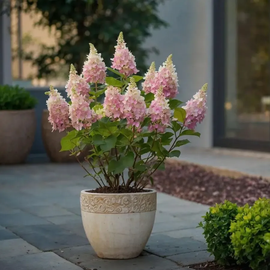 Planten|Tuinplanten-Plant in a Box Pluimhortensia - Set van 2 - Hydrangea 'Pinky Winky' - Hoogte 25-40cm - ⌀19cm
