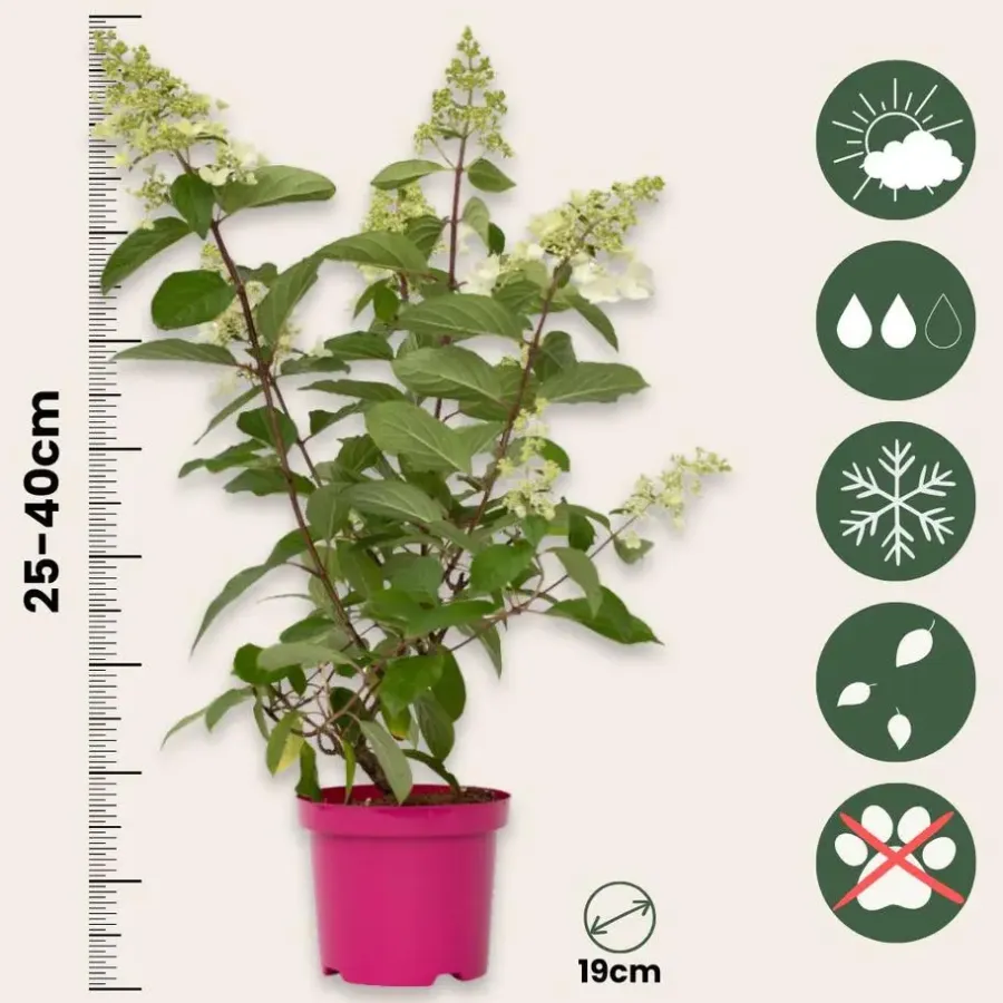 Planten|Tuinplanten-Plant in a Box Pluimhortensia - Set van 2 - Hydrangea 'Pinky Winky' - Hoogte 25-40cm - ⌀19cm