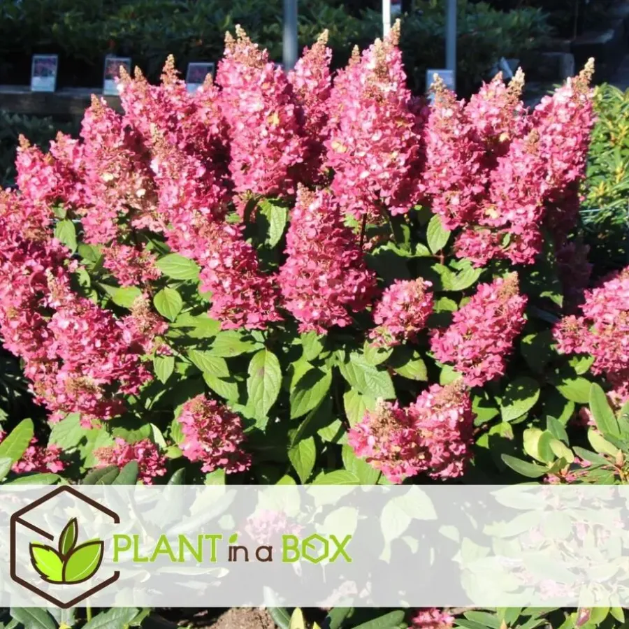 Planten|Tuinplanten-Plant in a Box Pluimhortensia - Set van 2 - Hydrangea 'Pinky Winky' - Hoogte 25-40cm - ⌀19cm