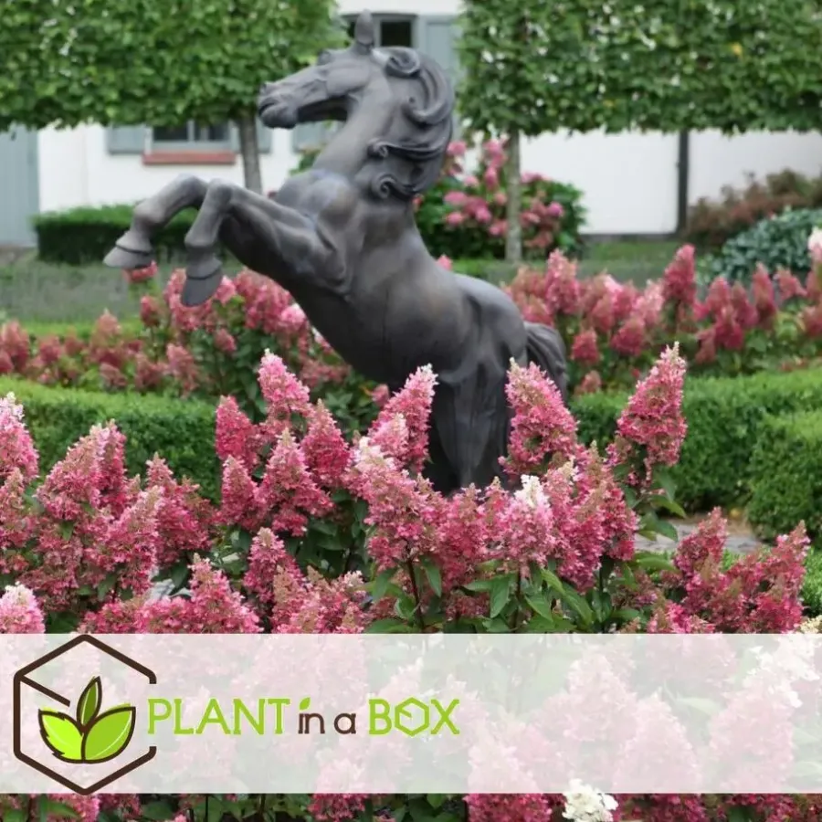 Planten|Tuinplanten-Plant in a Box Pluimhortensia - Set van 2 - Hydrangea 'Pinky Winky' - Hoogte 25-40cm - ⌀19cm