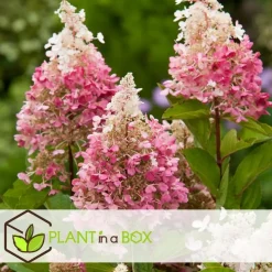 Planten|Tuinplanten-Plant in a Box Pluimhortensia - Set van 2 - Hydrangea 'Pinky Winky' - Hoogte 25-40cm - ⌀19cm