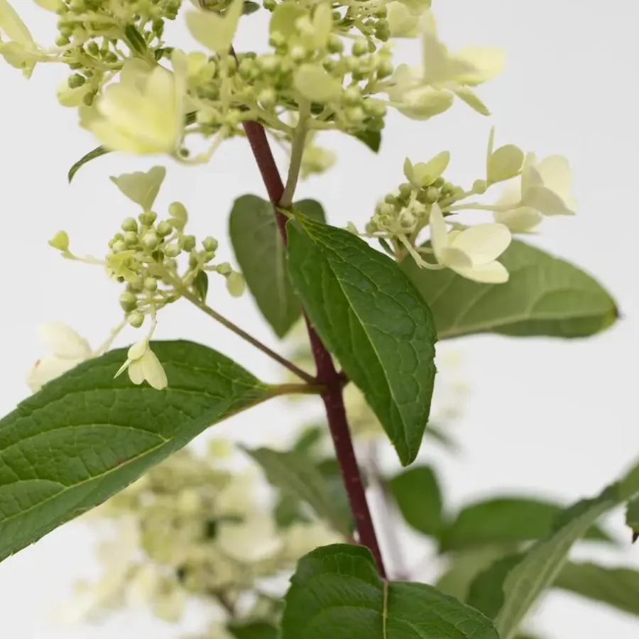 Planten|Tuinplanten-Plant in a Box Pluimhortensia - Set van 2 - Hydrangea 'Pinky Winky' - Hoogte 25-40cm - ⌀19cm