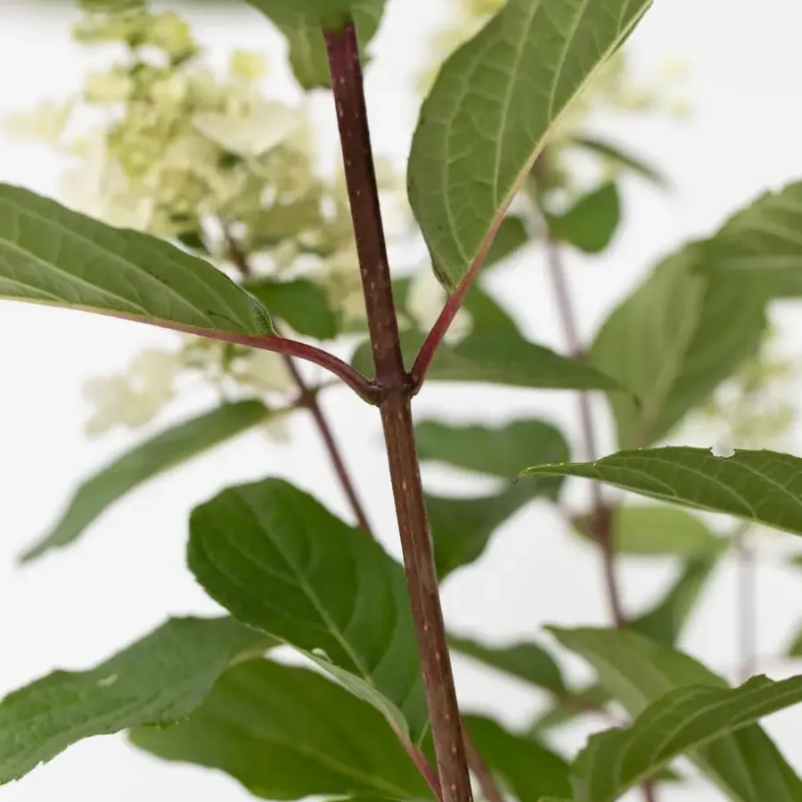 Planten|Tuinplanten-Plant in a Box Pluimhortensia - Set van 2 - Hydrangea 'Pinky Winky' - Hoogte 25-40cm - ⌀19cm