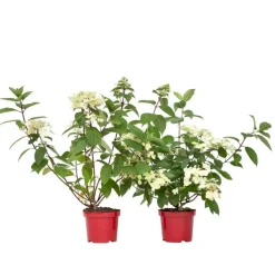 Planten|Tuinplanten-Plant in a Box Pluimhortensia - Set van 2 - Hydrangea 'Wim's Red' - Hoogte 25-40cm - ⌀19cm
