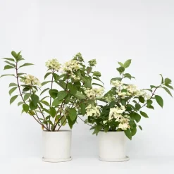 Planten|Tuinplanten-Plant in a Box Pluimhortensia - Set van 2 - Hydrangea 'Wim's Red' - Hoogte 25-40cm - ⌀19cm