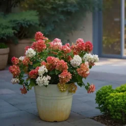 Planten|Tuinplanten-Plant in a Box Pluimhortensia - Set van 2 - Hydrangea 'Wim's Red' - Hoogte 25-40cm - ⌀19cm