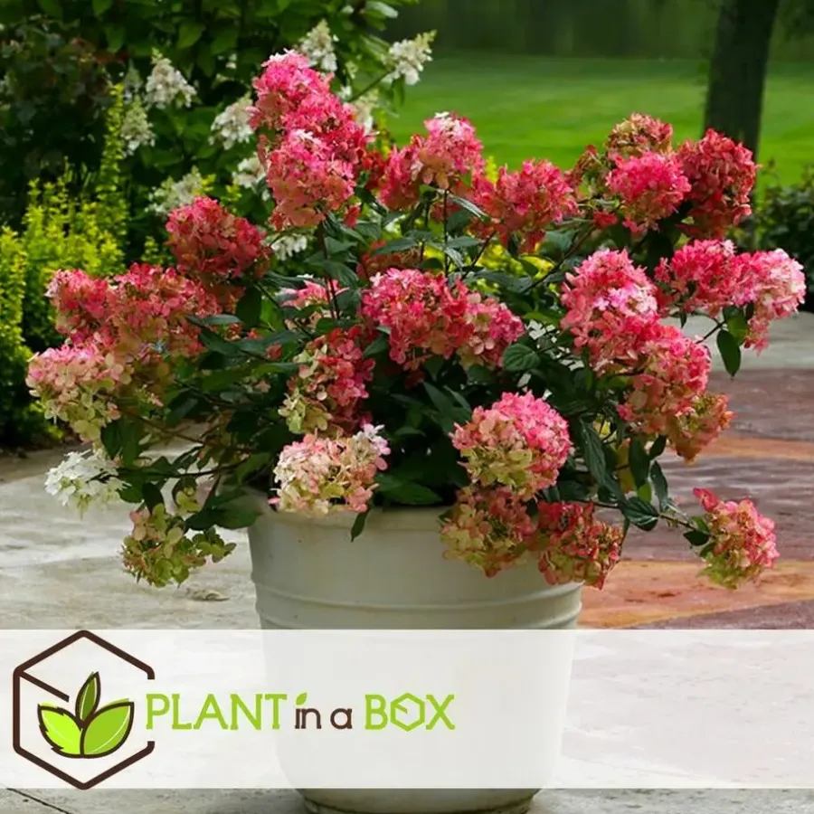 Planten|Tuinplanten-Plant in a Box Pluimhortensia - Set van 2 - Hydrangea 'Wim's Red' - Hoogte 25-40cm - ⌀19cm