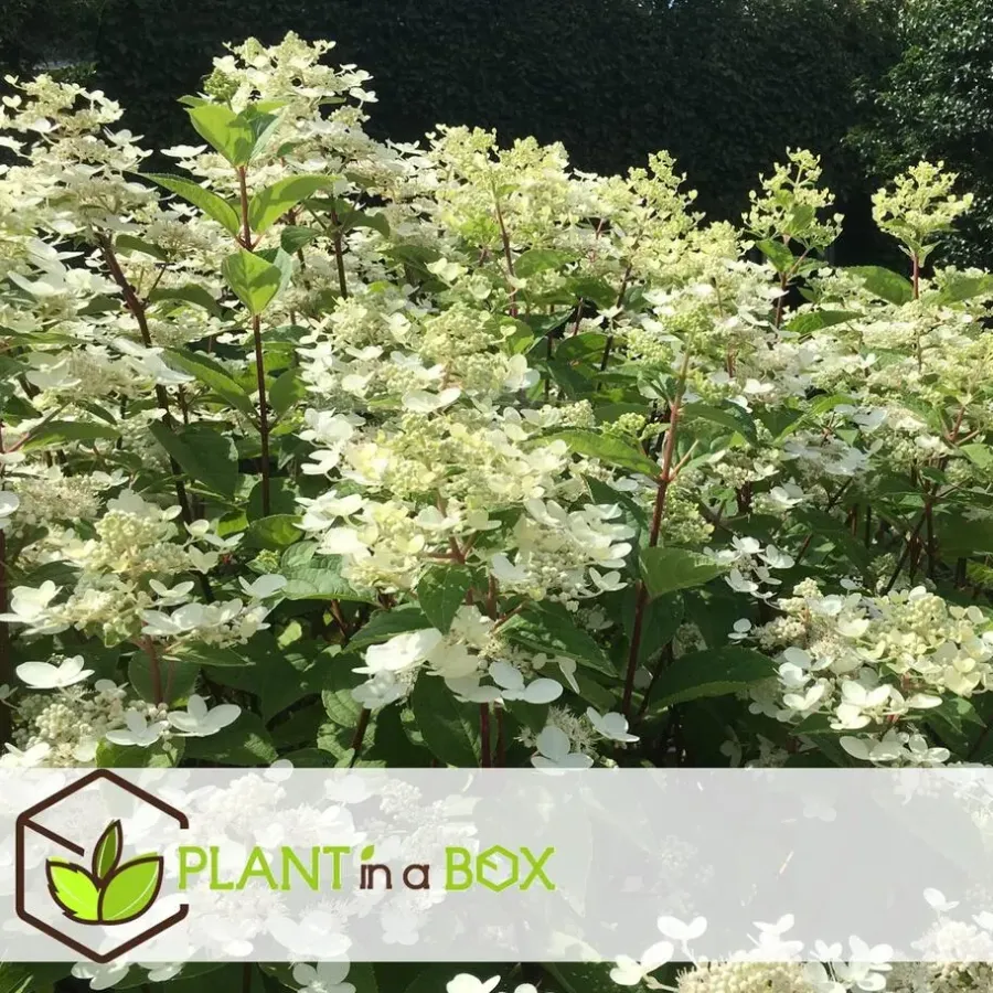 Planten|Tuinplanten-Plant in a Box Pluimhortensia - Set van 2 - Hydrangea 'Wim's Red' - Hoogte 25-40cm - ⌀19cm