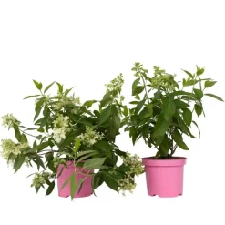 Plant in a Box Pluimhortensia - Set van 2 - Hydrangea 'Confetti' - Hoogte 25-40cm - ⌀19cm