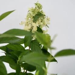 Plant in a Box Pluimhortensia - Set van 2 - Hydrangea 'Confetti' - Hoogte 25-40cm - ⌀19cm