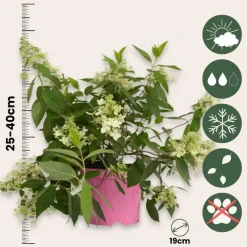 Plant in a Box Pluimhortensia - Set van 2 - Hydrangea 'Confetti' - Hoogte 25-40cm - ⌀19cm