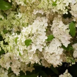 Plant in a Box Pluimhortensia - Set van 2 - Hydrangea 'Confetti' - Hoogte 25-40cm - ⌀19cm