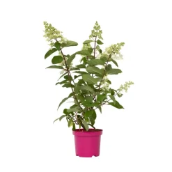 Plant in a Box Pluimhortensia - Set van 4 - Hydrangea 'Pinky Winky' - Hoogte 25-40cm - ⌀19cm