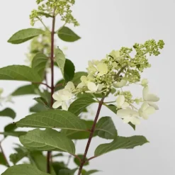 Plant in a Box Pluimhortensia - Set van 4 - Hydrangea 'Pinky Winky' - Hoogte 25-40cm - ⌀19cm