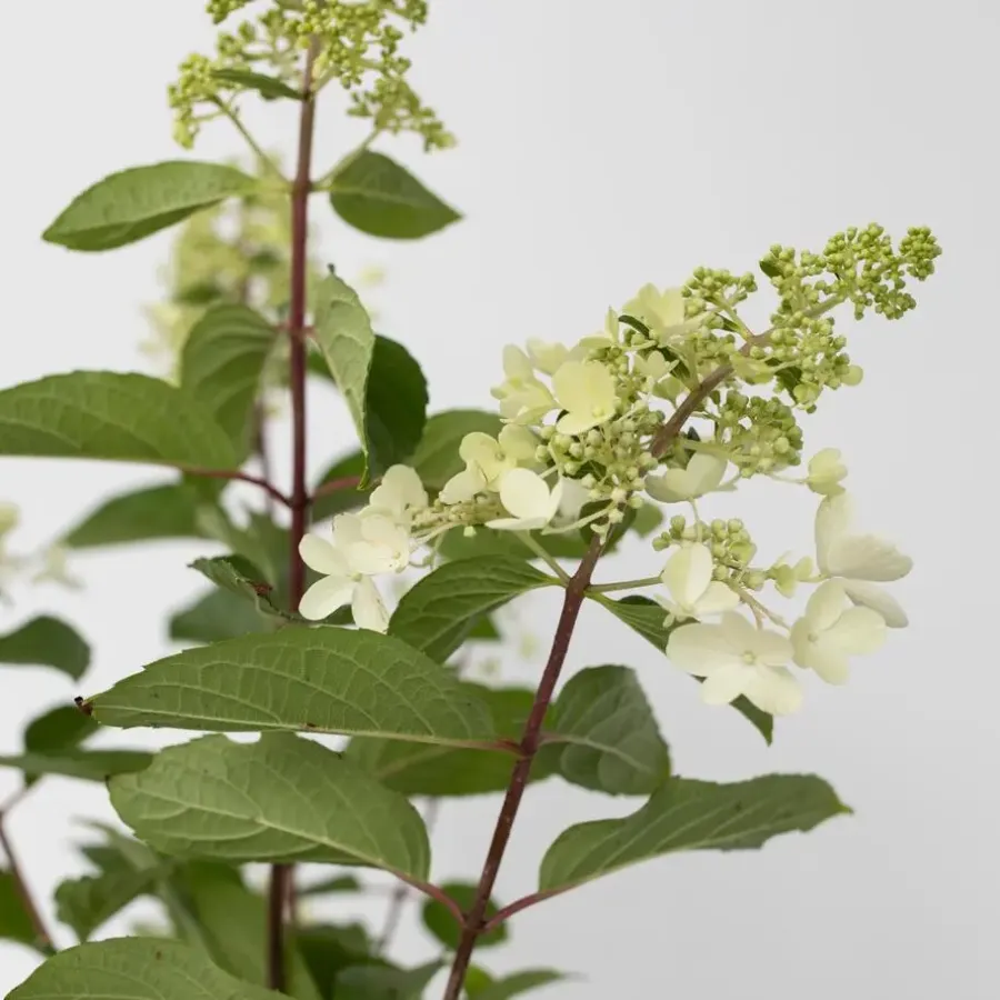 Plant in a Box Pluimhortensia - Set van 4 - Hydrangea 'Pinky Winky' - Hoogte 25-40cm - ⌀19cm