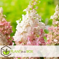 Plant in a Box Pluimhortensia - Set van 4 - Hydrangea 'Pinky Winky' - Hoogte 25-40cm - ⌀19cm