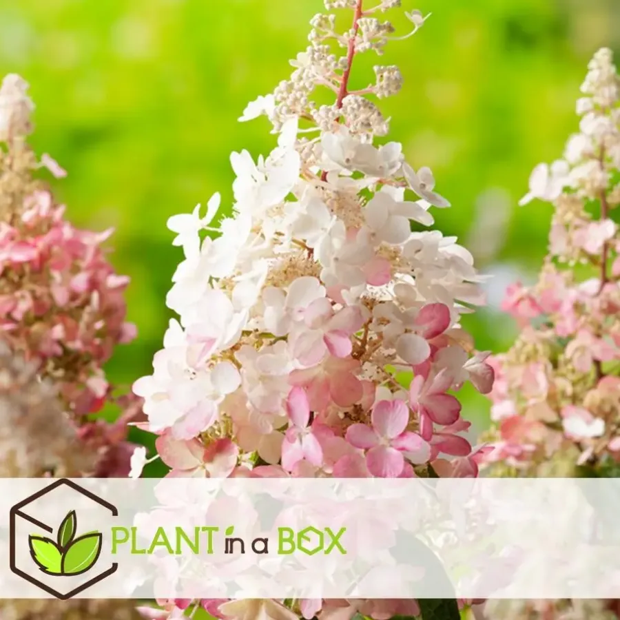 Plant in a Box Pluimhortensia - Set van 4 - Hydrangea 'Pinky Winky' - Hoogte 25-40cm - ⌀19cm