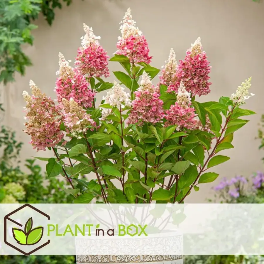 Plant in a Box Pluimhortensia - Set van 4 - Hydrangea 'Pinky Winky' - Hoogte 25-40cm - ⌀19cm