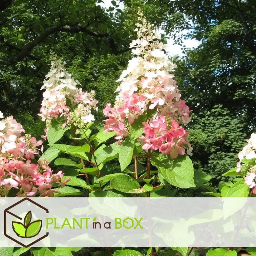 Plant in a Box Pluimhortensia - Set van 4 - Hydrangea 'Pinky Winky' - Hoogte 25-40cm - ⌀19cm