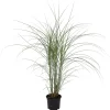 Planten|Tuinplanten-Plant in a Box Prachtriet - Miscanthus sinensis 'Kleine Silberspinne - Hoogte 20-30cm - ⌀23cm