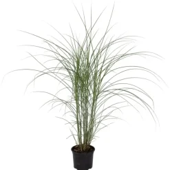 Planten|Tuinplanten-Plant in a Box Prachtriet - Miscanthus sinensis 'Kleine Silberspinne - Hoogte 20-30cm - ⌀23cm