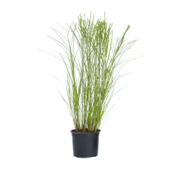 Tuinplanten-Plant in a Box Prachtriet - Miscanthus sinensis 'Gracillimus' - Hoogte 40-60cm - ⌀23cm