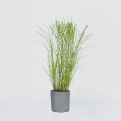 Tuinplanten-Plant in a Box Prachtriet - Miscanthus sinensis 'Gracillimus' - Hoogte 40-60cm - ⌀23cm