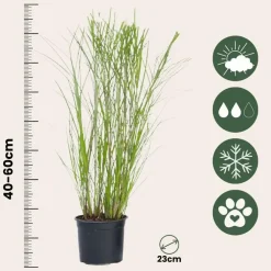 Tuinplanten-Plant in a Box Prachtriet - Miscanthus sinensis 'Gracillimus' - Hoogte 40-60cm - ⌀23cm
