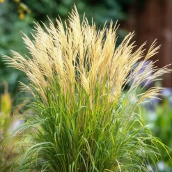 Tuinplanten-Plant in a Box Prachtriet - Miscanthus sinensis 'Gracillimus' - Hoogte 40-60cm - ⌀23cm