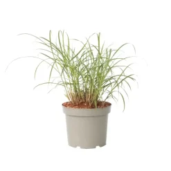 Plant in a Box Prachtriet - Miscanthus sinensis 'Red Chief' - Hoogte 40-60cm - ⌀23cm