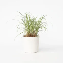 Plant in a Box Prachtriet - Miscanthus sinensis 'Red Chief' - Hoogte 40-60cm - ⌀23cm