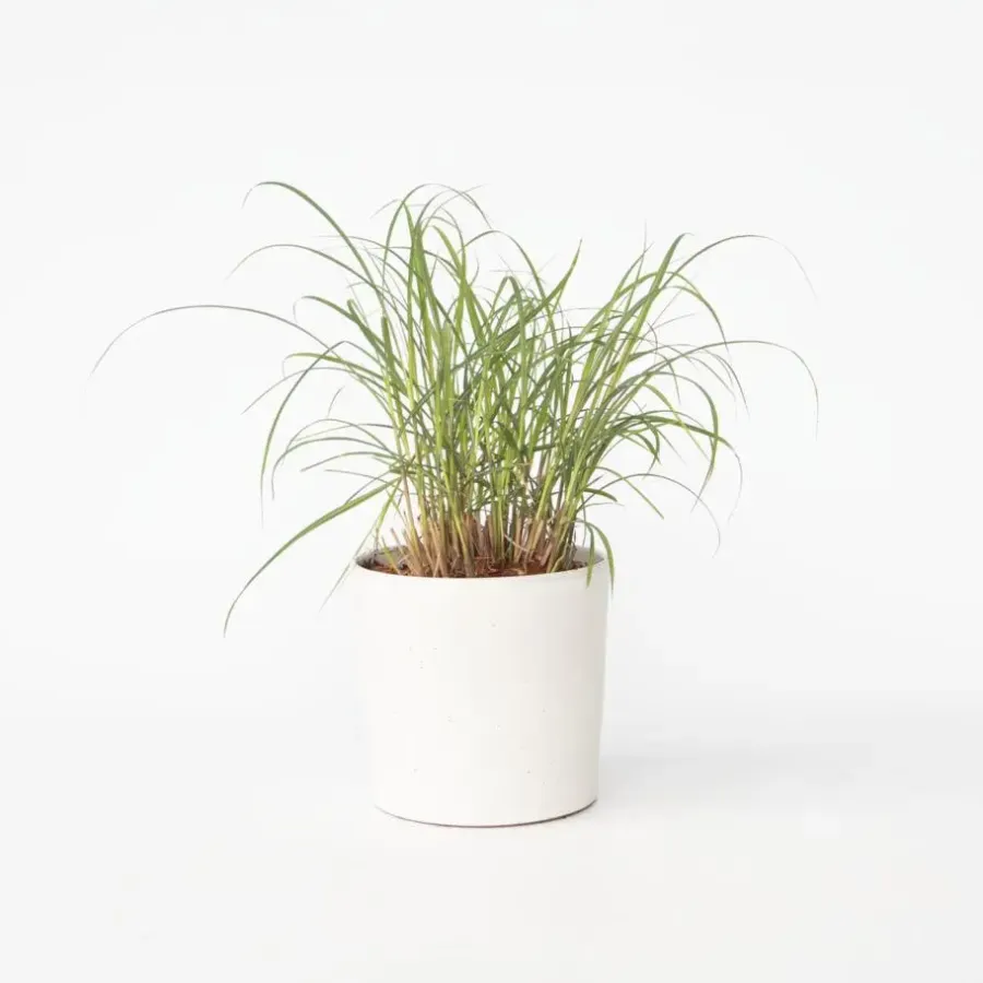 Plant in a Box Prachtriet - Miscanthus sinensis 'Red Chief' - Hoogte 40-60cm - ⌀23cm