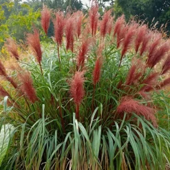 Plant in a Box Prachtriet - Miscanthus sinensis 'Red Chief' - Hoogte 40-60cm - ⌀23cm