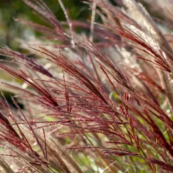 Plant in a Box Prachtriet - Miscanthus sinensis 'Red Chief' - Hoogte 40-60cm - ⌀23cm
