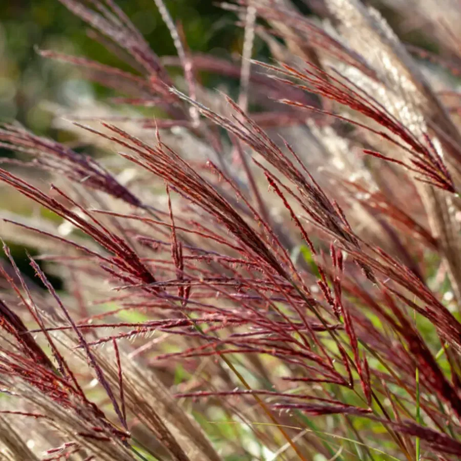 Plant in a Box Prachtriet - Miscanthus sinensis 'Red Chief' - Hoogte 40-60cm - ⌀23cm