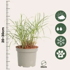 Plant in a Box Prachtriet - Miscanthus sinensis 'Red Chief' - Hoogte 40-60cm - ⌀23cm