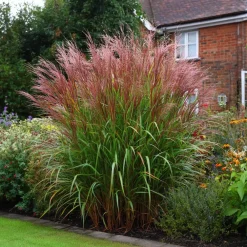 Plant in a Box Prachtriet - Miscanthus sinensis 'Red Chief' - Hoogte 40-60cm - ⌀23cm