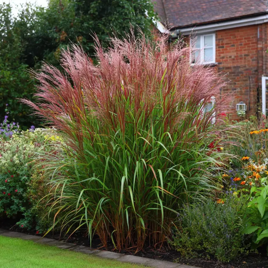 Plant in a Box Prachtriet - Miscanthus sinensis 'Red Chief' - Hoogte 40-60cm - ⌀23cm