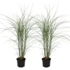 Planten|Tuinplanten-Plant in a Box Prachtriet - Set van 2 - Miscanthus Kleine Silberspinne - Hoogte 20-30cm - ⌀23cm