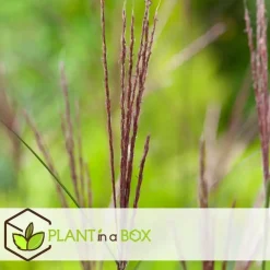 Planten|Tuinplanten-Plant in a Box Prachtriet - Set van 2 - Miscanthus Kleine Silberspinne - Hoogte 20-30cm - ⌀23cm