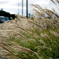 Planten|Tuinplanten-Plant in a Box Prachtriet - Set van 2 - Miscanthus Kleine Silberspinne - Hoogte 20-30cm - ⌀23cm