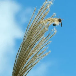 Planten|Tuinplanten-Plant in a Box Prachtriet - Set van 2 - Miscanthus Kleine Silberspinne - Hoogte 20-30cm - ⌀23cm