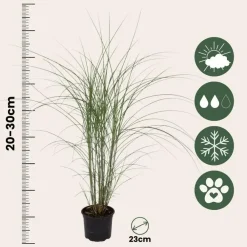 Planten|Tuinplanten-Plant in a Box Prachtriet - Set van 2 - Miscanthus Kleine Silberspinne - Hoogte 20-30cm - ⌀23cm