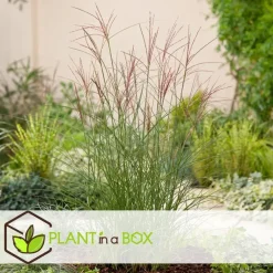 Planten|Tuinplanten-Plant in a Box Prachtriet - Set van 2 - Miscanthus Kleine Silberspinne - Hoogte 20-30cm - ⌀23cm