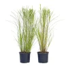 Planten|Tuinplanten-Plant in a Box Prachtriet - Set van 2 - Miscanthus 'Gracillimus' - Hoogte 40-60cm - ⌀23cm