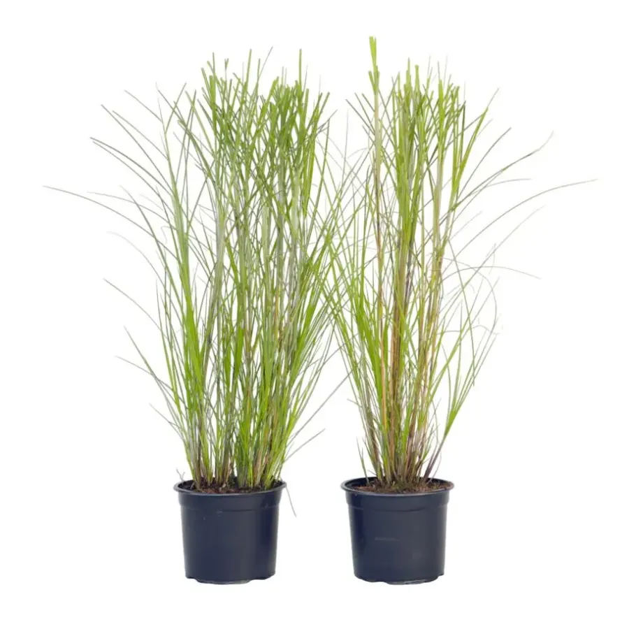 Planten|Tuinplanten-Plant in a Box Prachtriet - Set van 2 - Miscanthus 'Gracillimus' - Hoogte 40-60cm - ⌀23cm