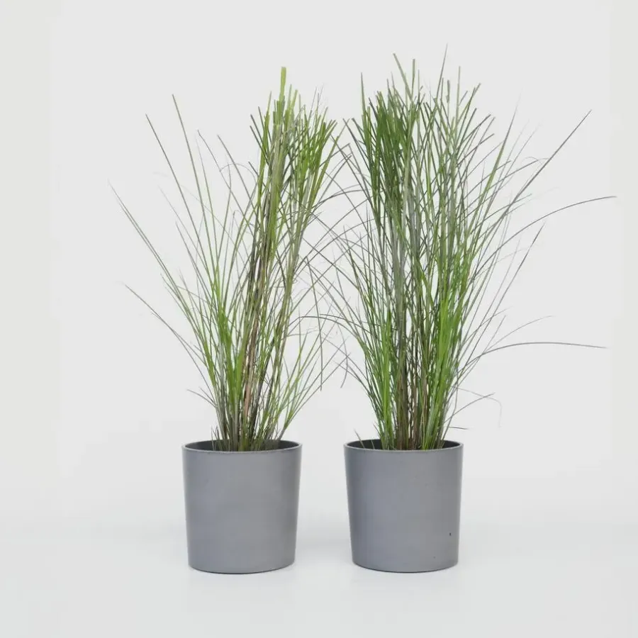 Planten|Tuinplanten-Plant in a Box Prachtriet - Set van 2 - Miscanthus 'Gracillimus' - Hoogte 40-60cm - ⌀23cm