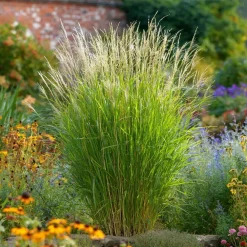 Planten|Tuinplanten-Plant in a Box Prachtriet - Set van 2 - Miscanthus 'Gracillimus' - Hoogte 40-60cm - ⌀23cm