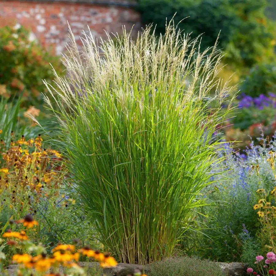 Planten|Tuinplanten-Plant in a Box Prachtriet - Set van 2 - Miscanthus 'Gracillimus' - Hoogte 40-60cm - ⌀23cm